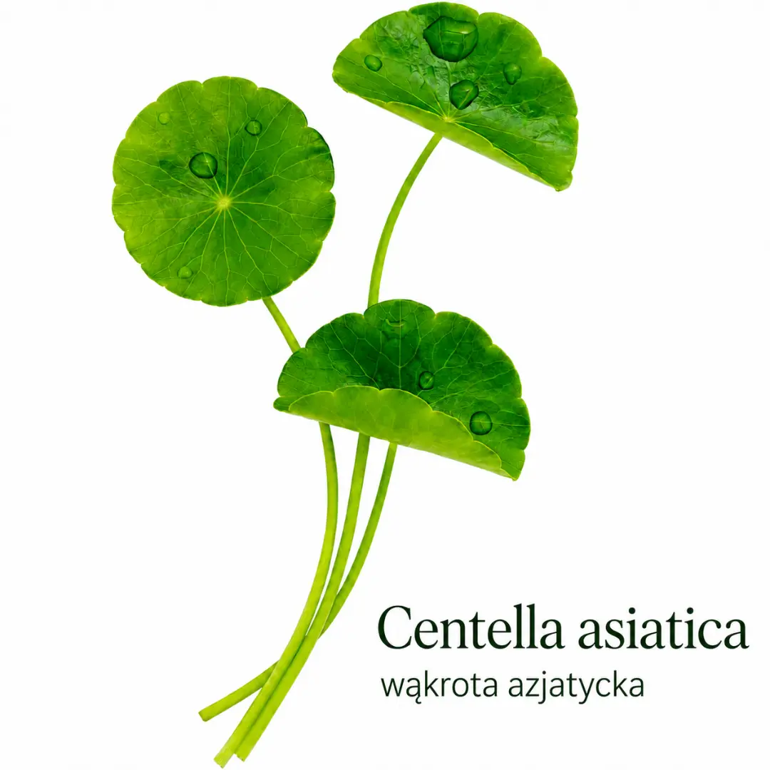 Centella asiatica, czyli wąkrota azjatycka na jasnym tle